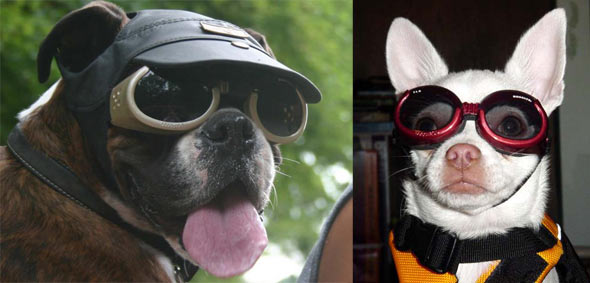 2. Doggles